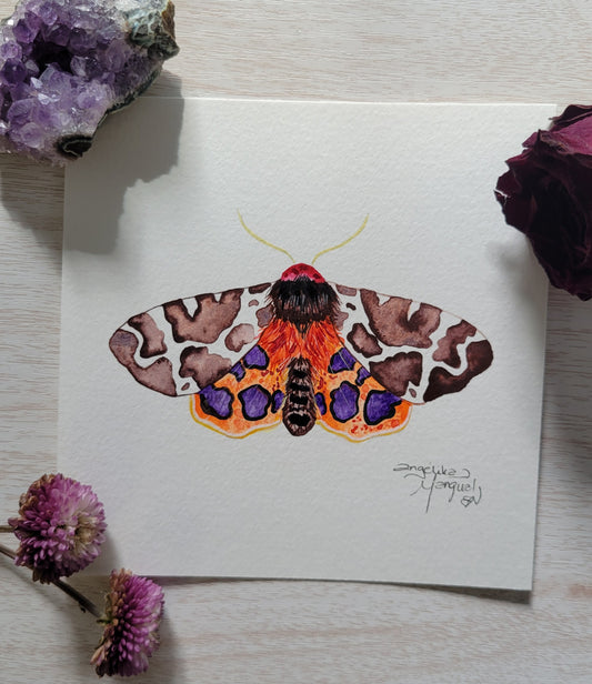 Moth 1/20 Watercolor Collection