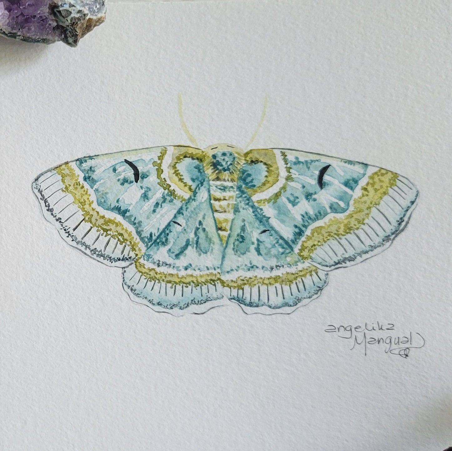 Moth 2/20 Watercolor Collection