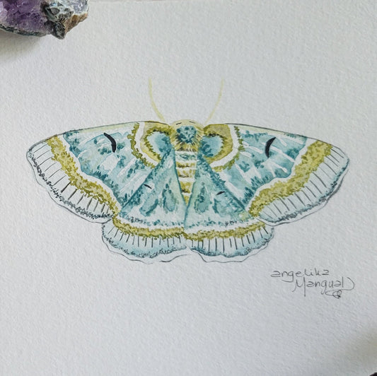 Moth 2/20 Watercolor Collection