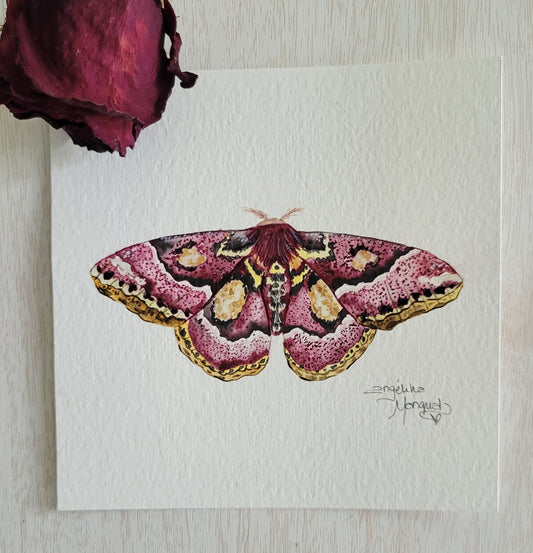 Moth 3/20 Watercolor Collection (Copy)