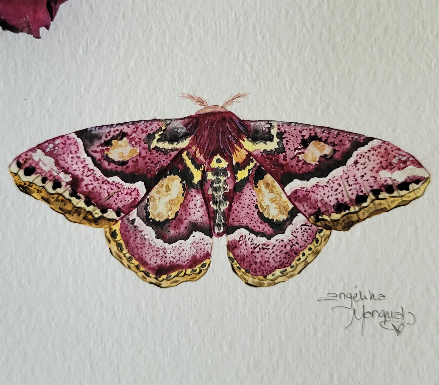 Moth 3/20 Watercolor Collection (Copy)
