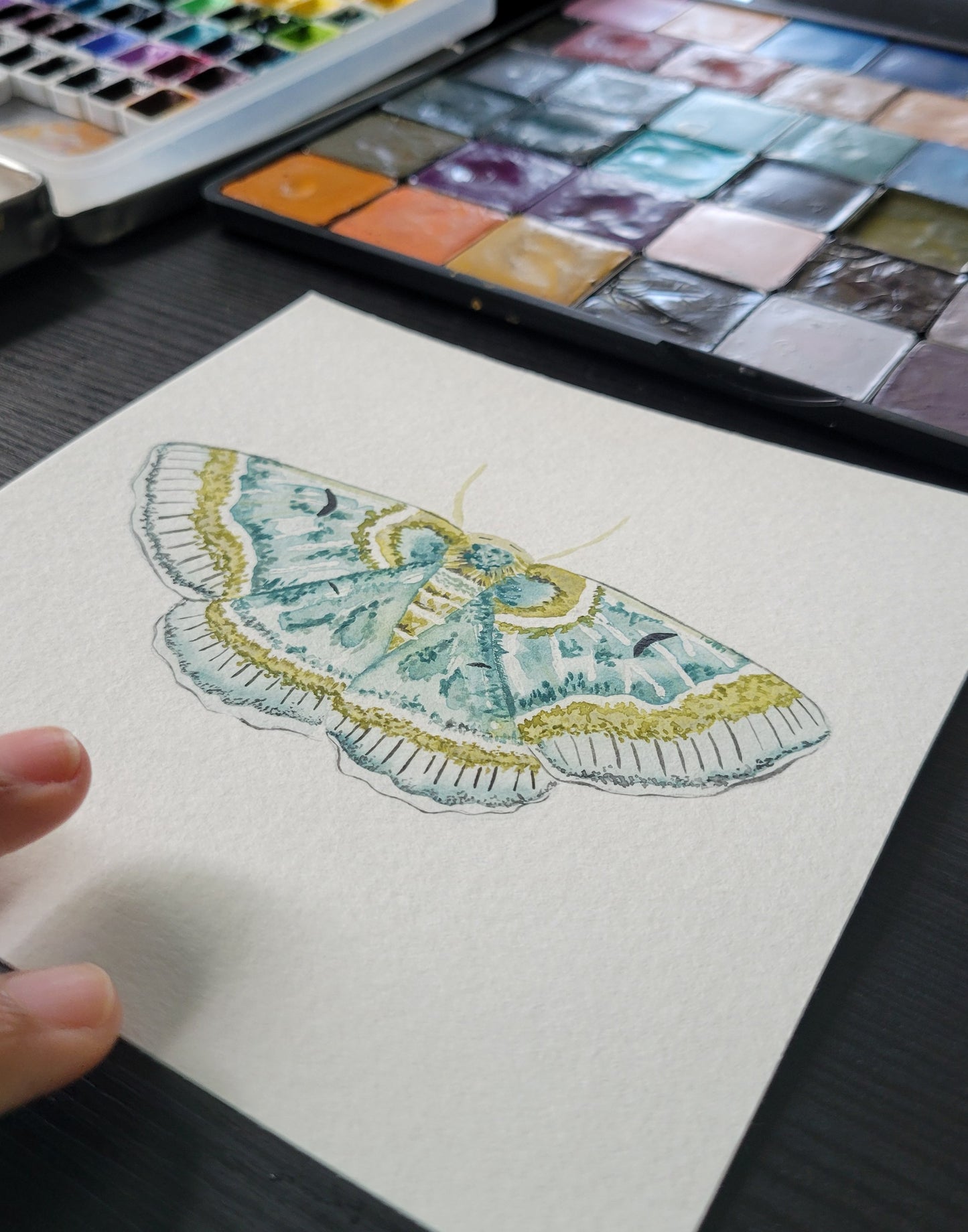 Moth 2/20 Watercolor Collection